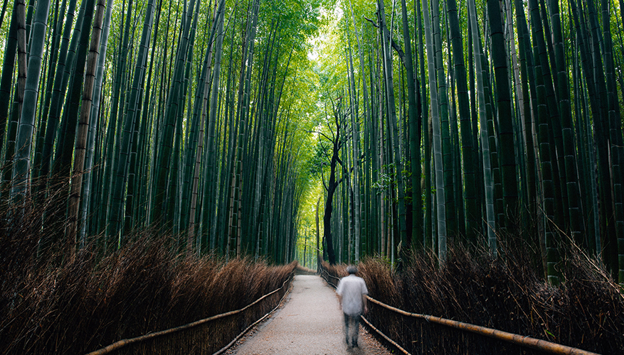 Man walking through towering bamboo grove